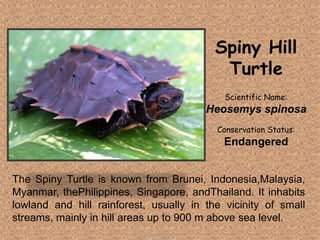 The Spiny Turtle is known from Brunei, Indonesia,Malaysia,
Myanmar, thePhilippines, Singapore, andThailand. It inhabits
lowland and hill rainforest, usually in the vicinity of small
streams, mainly in hill areas up to 900 m above sea level.
Spiny Hill
Turtle
Scientific Name:
Heosemys spinosa
Conservation Status:
Endangered
Tolentino, Novelyn D.
 