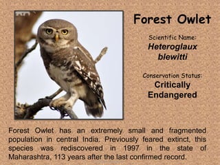 Forest Owlet has an extremely small and fragmented
population in central India. Previously feared extinct, this
species was rediscovered in 1997 in the state of
Maharashtra, 113 years after the last confirmed record.
Forest Owlet
Scientific Name:
Heteroglaux
blewitti
Conservation Status:
Critically
Endangered
Tolentino, Novelyn D.
 