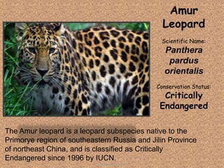 The Amur leopard is a leopard subspecies native to the
Primorye region of southeastern Russia and Jilin Province
of northeast China, and is classified as Critically
Endangered since 1996 by IUCN.
Amur
Leopard
Scientific Name:
Panthera
pardus
orientalis
Conservation Status:
Critically
Endangered
Tolentino, Novelyn D.
 