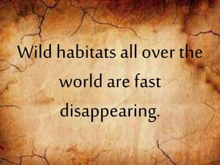 Wild habitats all over the
world are fast
disappearing.
 