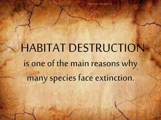 is one of the main reasons why
many species face extinction.
HABITAT DESTRUCTION
Tolentino, Novelyn D.
 