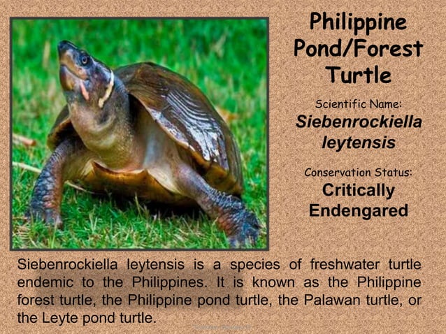 Endangered Animals | PPT