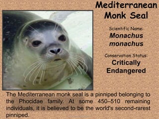 The Mediterranean monk seal is a pinniped belonging to
the Phocidae family. At some 450–510 remaining
individuals, it is believed to be the world's second-rarest
pinniped.
Mediterranean
Monk Seal
Scientific Name:
Monachus
monachus
Conservation Status:
Critically
Endangered
Tolentino, Novelyn D.
 