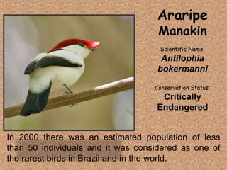 In 2000 there was an estimated population of less
than 50 individuals and it was considered as one of
the rarest birds in Brazil and in the world.
Araripe
Manakin
Scientific Name:
Antilophia
bokermanni
Conservation Status:
Critically
Endangered
Tolentino, Novelyn D.
 