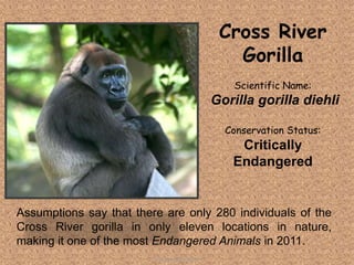 Assumptions say that there are only 280 individuals of the
Cross River gorilla in only eleven locations in nature,
making it one of the most Endangered Animals in 2011.
Cross River
Gorilla
Scientific Name:
Gorilla gorilla diehli
Conservation Status:
Critically
Endangered
Tolentino, Novelyn D.
 