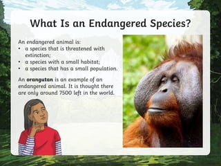 What Is an Endangered Species?
An endangered animal is:
• a species that is threatened with
extinction;
• a species with a small habitat;
• a species that has a small population.
An orangutan is an example of an
endangered animal. It is thought there
are only around 7500 left in the world.
 