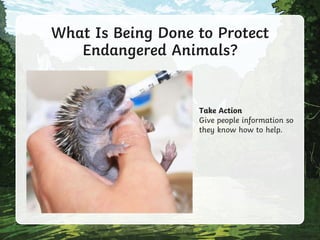 Take Action
Give people information so
they know how to help.
What Is Being Done to Protect
Endangered Animals?
 