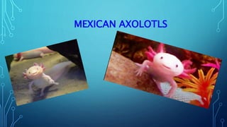 MEXICAN AXOLOTLS
 