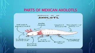 PARTS OF MEXICAN AXOLOTLS
 