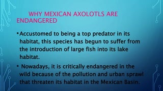 WHY MEXICAN AXOLOTLS ARE
ENDANGERED
•Accustomed to being a top predator in its
habitat, this species has begun to suffer from
the introduction of large fish into its lake
habitat.
• Nowadays, it is critically endangered in the
wild because of the pollution and urban sprawl
that threaten its habitat in the Mexican Basin.
 