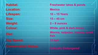 Habitat: Freshwater lakes & ponds
Location: Mexico
Lifespan: 10 – 15 Years
Size: 15 – 45 cm
Weight: 2 – 8 ounces
Colour: White, pink & dark brown
Diet:
Worms, tadpoles, insects, small
fish
Top Speed: 15 kph
Conservation Status:
Critically Endangered
 