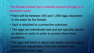 The female Axolotl lays a massive amount of eggs in a
protective cover.
• There will be between 300 and 1,000 eggs deposited
in the water by the female.
• Each is attached to a protective substrate.
• The eggs are individually laid and are typically placed
on plants or rocks in order to protect them from
predators.
• The eggs will hatch in about two weeks and the young
Axolotl are independent from the moment they
emerge from their eggs.
 