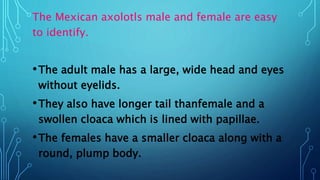 The Mexican axolotls male and female are easy
to identify.
•The adult male has a large, wide head and eyes
without eyelids.
•They also have longer tail thanfemale and a
swollen cloaca which is lined with papillae.
•The females have a smaller cloaca along with a
round, plump body.
 