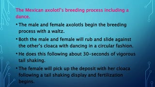 The Mexican axolotl’s breeding process including a
dance.
• The male and female axolotls begin the breeding
process with a waltz.
• Both the male and female will rub and slide against
the other’s cloaca with dancing in a circular fashion.
• He does this following about 30-seconds of vigorous
tail shaking.
• The female will pick up the deposit with her cloaca
following a tail shaking display and fertilization
begins.
 