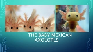 THE BABY MEXICAN
AXOLOTLS
 