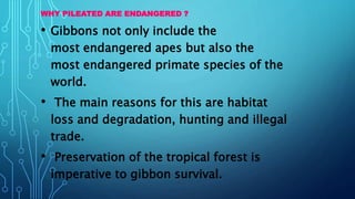 WHY PILEATED ARE ENDANGERED ?
• Gibbons not only include the
most endangered apes but also the
most endangered primate species of the
world.
• The main reasons for this are habitat
loss and degradation, hunting and illegal
trade.
• Preservation of the tropical forest is
imperative to gibbon survival.
 