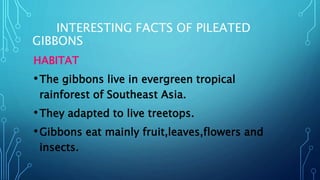 INTERESTING FACTS OF PILEATED
GIBBONS
HABITAT
•The gibbons live in evergreen tropical
rainforest of Southeast Asia.
•They adapted to live treetops.
•Gibbons eat mainly fruit,leaves,flowers and
insects.
 