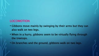 LOCOMOTION
• Gibbons move mainly by swinging by their arms but they can
also walk on two legs.
• When in a hurry, gibbons seem to be virtually flying through
the treetops.
• On branches and the ground, gibbons walk on two legs.
 