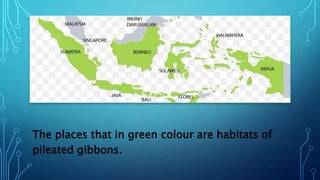 The places that in green colour are habitats of
pileated gibbons.
 