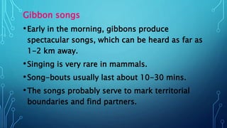 Gibbon songs
•Early in the morning, gibbons produce
spectacular songs, which can be heard as far as
1-2 km away.
•Singing is very rare in mammals.
•Song-bouts usually last about 10-30 mins.
•The songs probably serve to mark territorial
boundaries and find partners.
 