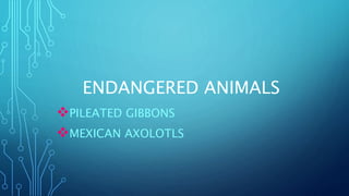 ENDANGERED ANIMALS
PILEATED GIBBONS
MEXICAN AXOLOTLS
 