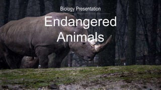 Biology Presentation
Endangered
Animals
 