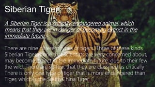 Siberian Tiger
A Siberian Tiger is a critically endangered animal, which
means that they are in danger of becoming extinct in the
immediate future.
There are nine different types of tigers. Three of these kinds
Siberian Tiger is one that scientists are very concerned about,
may become extinct in the immediate future, due to their few
the wild. There are so few, that they are classified as critically
There is only one type of tiger that is more endangered than
Tiger, which is the South China Tiger.
 