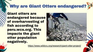 Endangered Animals, risk of extinction.. | PPT