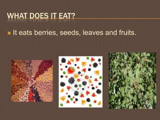 What does iteat?It eats berries, seeds, leaves and fruits.