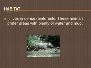 HabitatIt lives in dense rainforests. These animals prefer areas with plenty of water and mud.