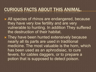 Curiousfactsaboutthis animal.All species of rhinos are endangered, because they have very low fertility and are very vulnerable to hunting. In addition They suffered the destruction of theirhabitat. They have been hunted extensively because nearly all its parts are used in traditional medicine. The most valuable is the horn, which has been used as an aphrodisiac, to cure fevers, for cables daggers, or to prepare a potion that is supposed to detect poison.