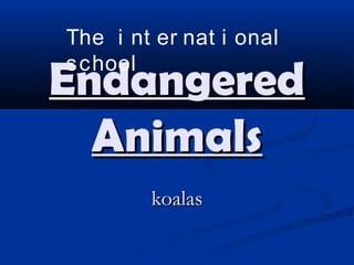 EndangeredEndangered
AnimalsAnimals
koalaskoalas
The i nt er nat i onal
school
 