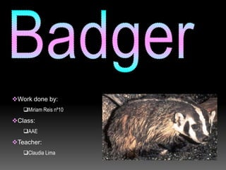 Badger ,[object Object]