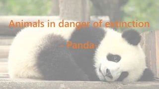 Animals in danger of extinction
- Panda-
 