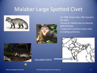 Malabar Large Spotted Civet
                                                                 •In 1999, fewer than 250 found in
                                                                 the wild.
                                                                 •Losing its habitat due to massive
                                                                 deforestation.
                                                                 • Captured to extract musk used
                                                                 in making perfumes.




                             MALABAR COAST


India’s Endangered Animals    Critically Endangered Animal Species                             3
 