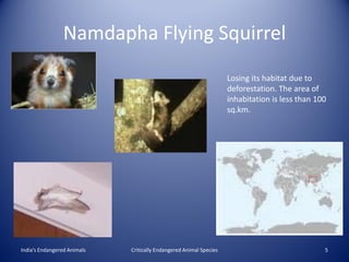 Namdapha Flying Squirrel
                                                                    Losing its habitat due to
                                                                    deforestation. The area of
                                                                    inhabitation is less than 100
                                                                    sq.km.




India’s Endangered Animals   Critically Endangered Animal Species                               5
 