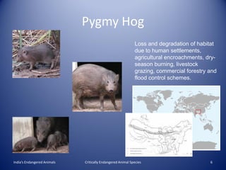 Pygmy Hog
                                                            Loss and degradation of habitat
                                                            due to human settlements,
                                                            agricultural encroachments, dry-
                                                            season burning, livestock
                                                            grazing, commercial forestry and
                                                            flood control schemes.




India’s Endangered Animals   Critically Endangered Animal Species                        6
 