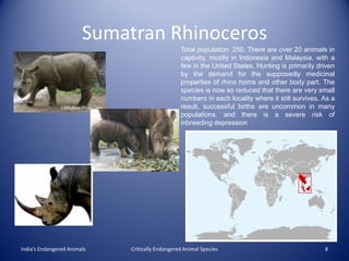 Sumatran Rhinoceros
                                                 Total population: 250. There are over 20 animals in
                                                 captivity, mostly in Indonesia and Malaysia, with a
                                                 few in the United States. Hunting is primarily driven
                                                 by the demand for the supposedly medicinal
                                                 properties of rhino horns and other body part. The
                                                 species is now so reduced that there are very small
                                                 numbers in each locality where it still survives. As a
                                                 result, successful births are uncommon in many
                                                 populations, and there is a severe risk of
                                                 inbreeding depression




India’s Endangered Animals   Critically Endangered Animal Species                                  8
 