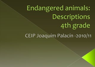 Endangeredanimals:  Descriptions4th grade  CEIP JoaquímPalacín -2010/11 