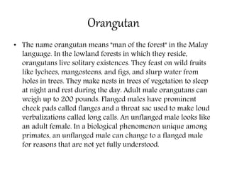Orangutan
• The name orangutan means "man of the forest" in the Malay
language. In the lowland forests in which they reside,
orangutans live solitary existences. They feast on wild fruits
like lychees, mangosteens, and figs, and slurp water from
holes in trees. They make nests in trees of vegetation to sleep
at night and rest during the day. Adult male orangutans can
weigh up to 200 pounds. Flanged males have prominent
cheek pads called flanges and a throat sac used to make loud
verbalizations called long calls. An unflanged male looks like
an adult female. In a biological phenomenon unique among
primates, an unflanged male can change to a flanged male
for reasons that are not yet fully understood.
 