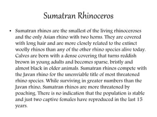 Sumatran Rhinoceros
• Sumatran rhinos are the smallest of the living rhinoceroses
and the only Asian rhino with two horns. They are covered
with long hair and are more closely related to the extinct
woolly rhinos than any of the other rhino species alive today.
Calves are born with a dense covering that turns reddish
brown in young adults and becomes sparse, bristly and
almost black in older animals. Sumatran rhinos compete with
the Javan rhino for the unenviable title of most threatened
rhino species. While surviving in greater numbers than the
Javan rhino, Sumatran rhinos are more threatened by
poaching. There is no indication that the population is stable
and just two captive females have reproduced in the last 15
years.
 