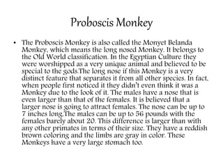 Proboscis Monkey
• The Proboscis Monkey is also called the Monyet Belanda
Monkey, which means the long nosed Monkey. It belongs to
the Old World classification. In the Egyptian Culture they
were worshipped as a very unique animal and believed to be
special to the gods.The long nose if this Monkey is a very
distinct feature that separates it from all other species. In fact,
when people first noticed it they didn’t even think it was a
Monkey due to the look of it. The males have a nose that is
even larger than that of the females. It is believed that a
larger nose is going to attract females. The nose can be up to
7 inches long.The males can be up to 56 pounds with the
females barely about 20. This difference is larger than with
any other primates in terms of their size. They have a reddish
brown coloring and the limbs are gray in color. These
Monkeys have a very large stomach too.
 
