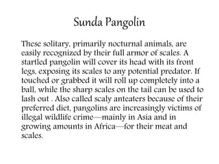 Sunda Pangolin
These solitary, primarily nocturnal animals, are
easily recognized by their full armor of scales. A
startled pangolin will cover its head with its front
legs, exposing its scales to any potential predator. If
touched or grabbed it will roll up completely into a
ball, while the sharp scales on the tail can be used to
lash out . Also called scaly anteaters because of their
preferred diet, pangolins are increasingly victims of
illegal wildlife crime—mainly in Asia and in
growing amounts in Africa—for their meat and
scales.
 