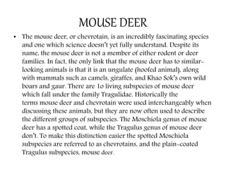 MOUSE DEER
• The mouse deer, or chevrotain, is an incredibly fascinating species
and one which science doesn’t yet fully understand. Despite its
name, the mouse deer is not a member of either rodent or deer
families. In fact, the only link that the mouse deer has to similar-
looking animals is that it is an ungulate (hoofed animal), along
with mammals such as camels, giraffes, and Khao Sok’s own wild
boars and gaur. There are 1o living subspecies of mouse deer
which fall under the family Tragulidae. Historically the
terms mouse deer and chevrotain were used interchangeably when
discussing these animals, but they are now often used to describe
the different groups of subspecies. The Moschiola genus of mouse
deer has a spotted coat, while the Tragulus genus of mouse deer
don’t. To make this distinction easier the spotted Moschiola
subspecies are referred to as chevrotains, and the plain-coated
Tragulus subspecies, mouse deer.
 