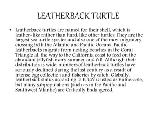 LEATHERBACK TURTLE
• Leatherback turtles are named for their shell, which is
leather-like rather than hard, like other turtles. They are the
largest sea turtle species and also one of the most migratory,
crossing both the Atlantic and Pacific Oceans. Pacific
leatherbacks migrate from nesting beaches in the Coral
Triangle all the way to the California coast to feed on the
abundant jellyfish every summer and fall. Although their
distribution is wide, numbers of leatherback turtles have
seriously declined during the last century as a result of
intense egg collection and fisheries by catch. Globally,
leatherback status according to IUCN is listed as Vulnerable,
but many subpopulations (such as in the Pacific and
Southwest Atlantic) are Critically Endangered.
 