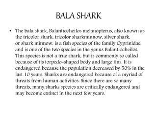 BALA SHARK
• The bala shark, Balantiocheilos melanopterus, also known as
the tricolor shark, tricolor sharkminnow, silver shark,
or shark minnow, is a fish species of the family Cyprinidae,
and is one of the two species in the genus Balantiocheilos.
This species is not a true shark, but is commonly so called
because of its torpedo-shaped body and large fins. It is
endangered because the population decreased by 50% in the
last 10 years. Sharks are endangered because of a myriad of
threats from human activities. Since there are so many
threats, many sharks species are critically endangered and
may become extinct in the next few years.
 