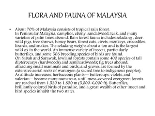 FLORA AND FAUNA OF MALAYSIA
• About 70% of Malaysia consists of tropical rain forest.
In Peninsular Malaysia, camphor, ebony, sandalwood, teak, and many
varieties of palm trees abound. Rain forest fauna includes seladang , deer,
wild pigs, tree shrews, honey bears, forest cats, civets, monkeys, crocodiles,
lizards, and snakes. The seladang weighs about a ton and is the largest
wild ox in the world. An immense variety of insects, particularly
butterflies, and some 508 breeding species of birds are found.
On Sabah and Sarawak, lowland forests contain some 400 species of tall
dipterocarps (hardwoods) and semihardwoods; fig trees abound,
attracting small mammals and birds; and groves are formed by the
extensive aerial roots of warangen (a sacred tree to indigenous peoples).
As altitude increases, herbaceous plants— buttercups, violets, and
valerian—become more numerous, until moss-covered evergreen forests
are reached from 1,520 to 1,830 m (5,000–6,000 ft). Butterflies,
brilliantly colored birds of paradise, and a great wealth of other insect and
bird species inhabit the two states.
 