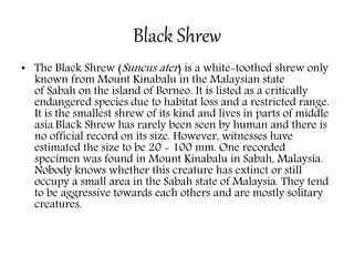 Black Shrew
• The Black Shrew (Suncus ater) is a white-toothed shrew only
known from Mount Kinabalu in the Malaysian state
of Sabah on the island of Borneo. It is listed as a critically
endangered species due to habitat loss and a restricted range.
It is the smallest shrew of its kind and lives in parts of middle
asia.Black Shrew has rarely been seen by human and there is
no official record on its size. However, witnesses have
estimated the size to be 20 - 100 mm. One recorded
specimen was found in Mount Kinabalu in Sabah, Malaysia.
Nobody knows whether this creature has extinct or still
occupy a small area in the Sabah state of Malaysia. They tend
to be aggressive towards each others and are mostly solitary
creatures.
 