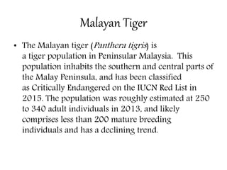 Malayan Tiger
• The Malayan tiger (Panthera tigris) is
a tiger population in Peninsular Malaysia. This
population inhabits the southern and central parts of
the Malay Peninsula, and has been classified
as Critically Endangered on the IUCN Red List in
2015. The population was roughly estimated at 250
to 340 adult individuals in 2013, and likely
comprises less than 200 mature breeding
individuals and has a declining trend.
 