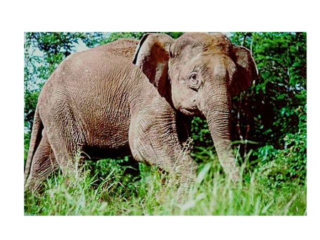 Endangered Animals In Malaysia endangered-animals-in-malaysia